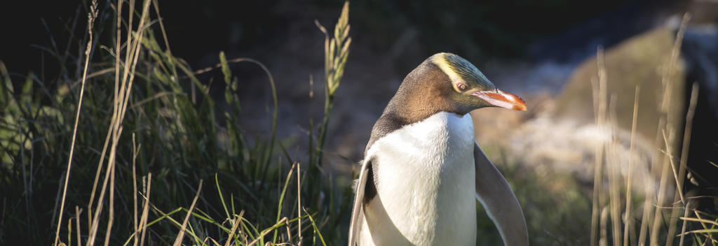 Awesome Wildlife Encounters in New Zealand